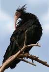 Ambiente: anche quest'anno la migrazione autunnale degli ibis eremita &egrave; iniziata!
