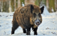 Botta e risposta: una bolt action per il cinghiale?