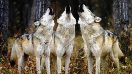Accade in Francia: lo  chiamano &quot;Loup&quot;, e lo cacciano!