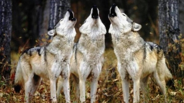 Accade in Francia: lo chiamano "Loup", e lo cacciano!