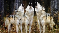 Accade in Francia: lo  chiamano &quot;Loup&quot;, e lo cacciano!