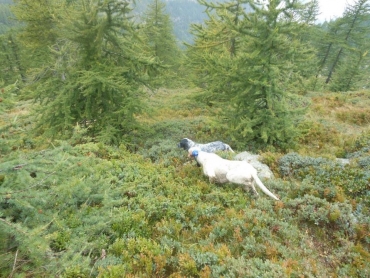 Il Cane da Montagna visto da.... Piero Frangini
