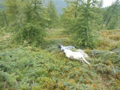 Il Cane da Montagna visto da.... Piero Frangini