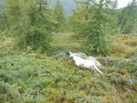 Il Cane da Montagna visto da.... Piero Frangini