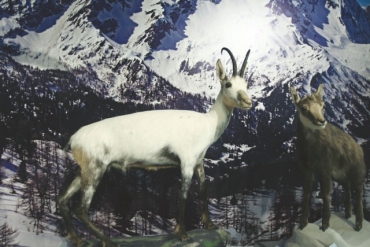 L'albinismo in natura