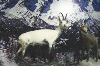 L&#039;albinismo in natura