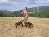 L’ALIMENTAZIONE DEL CANE DA SEGUITA