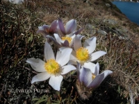 Sui nostri monti: Pulsatilla Alpina