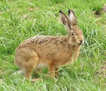 Austria: &egrave; allarme contagio uomo lepre per la tularemia