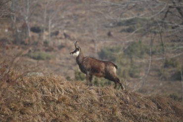 Botta e risposta: calibro per il camoscio