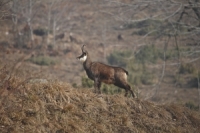 Botta e risposta: calibro per il camoscio