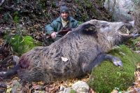 UNA BATTUTA DI CACCIA AL CINGHIALE MEMORABILE