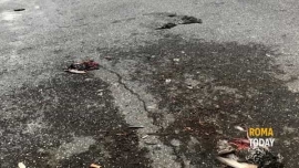 A Roma da giorni &egrave; in atto una misteriosa moria di storni