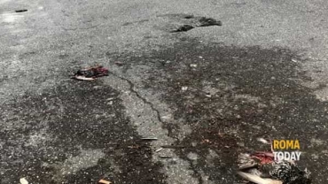 A Roma da giorni &egrave; in atto una misteriosa moria di storni