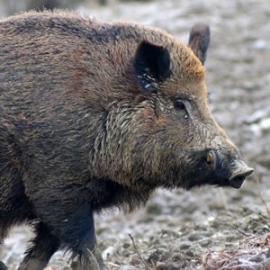 Umbria: Esplode la rabbia degli agricoltori