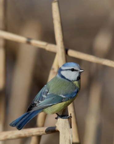 Piccolo è bello: le Cince