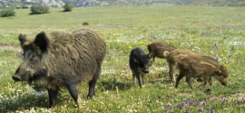 Il cinghiale &egrave; il padrone della cronaca, dalle Alpi alla Puglia &egrave; emergenza
