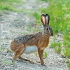 Basilicata: Al via la reintroduzione della lepre italica nel Parco dell'Appennino Lucano
