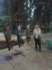 Cinghiale: Stefania Craxi intervistata dalla rivista CHI difende la "sua" caccia