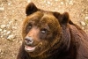 Orso Marsicano: Dal Parco Nazionale d&rsquo;Abruzzo un&rsquo;apertura alla sinergia col mondo venatorio