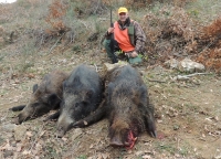 Battute al cinghiale nell&#039;AFV &quot;Montecalvo&quot;