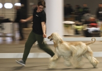 HIT DOG SHOW, 1500 cani...