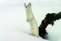 Piccoli carnivori