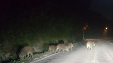 Muore per evitare un branco di cinghiali