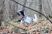 Cacciare la beccaccia: l&#039;approccio al bosco