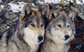 Lupo, la Regione scrive a Galletti: "In campo tutti gli strumenti per superare l'emergenza predatori"