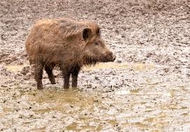 MARCHE: AL VIA IL PIANO DI CONTROLLO NUMERICO DEL CINGHIALE