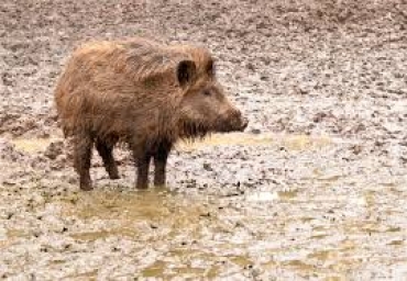 MARCHE: AL VIA IL PIANO DI CONTROLLO NUMERICO DEL CINGHIALE