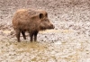 MARCHE: AL VIA IL PIANO DI CONTROLLO NUMERICO DEL CINGHIALE