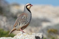 Il mese della tipica fauna alpina