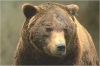 Moggio Udinese: Cacciatore a tu per tu con l'orso.