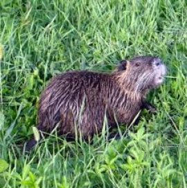LOMBARDIA, NUTRIE A QUOTA DUE MILIONI: EMERGENZA DA RISOLVERE