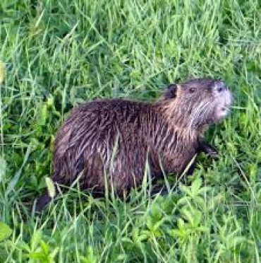 LOMBARDIA, NUTRIE A QUOTA DUE MILIONI: EMERGENZA DA RISOLVERE