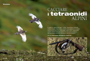 CACCIARE I TETRAONIDI ALPINI