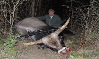 Dall'allodola al...toro maremmano!