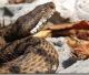 Morso di vipera nel cane
