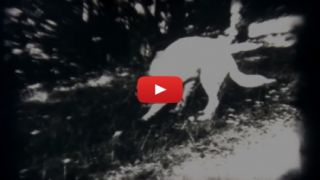 Video di Caccia d'Epoca - Addestramento Cani da Caccia