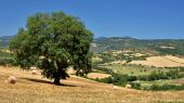 Toscana: in campo anche i cacciatori nelle ricerche di un uomo scomparso a Monterotondo Marittimo