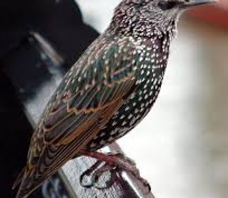 Le Associazioni componenti la Cabina di Regia delle Associazioni Venatorie Toscane Arci Caccia, ANLC e Italcaccia lanciano una petizione per riportare lo storno tra le specie cacciabili