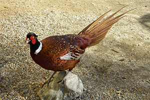 Tassidermia
