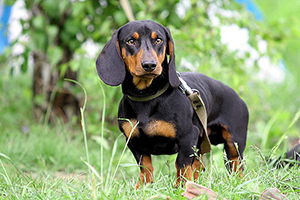 Cani Bassotti