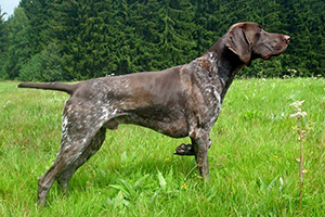 Cani Da Ferma