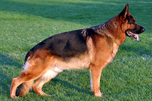 Cani Da Pastore E Bovari