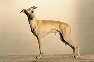 Cani Levrieri