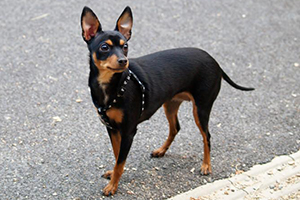 Cani Pinscher E Schnauzer