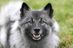 Cani Tipo Spitz E Primitivo